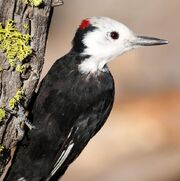 White-headed woodpecker.jpg