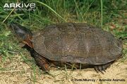 Wood-turtle-on-sand-side-view.jpg