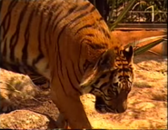 Canberra Zoo Bengal Tiger