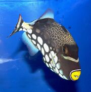 Clown Triggerfish.jpg