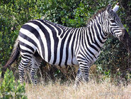 Grants-zebra,-plains-zebra-77x zeb1