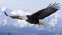 Hd-images-of-hd-bald-eagle-dowload.jpg