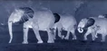 IR Camera ELephants.jpg (6 KB)