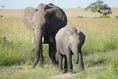 Masai Elephants.jpg (8 KB)