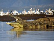 NileCrocodile--Etiopia-Omo-River-Valley-01