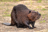 North American Beaver as Donald Dock