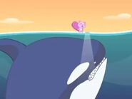 Killer Whale