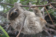 Pygmy Three-Toed Sloth as Slakoth