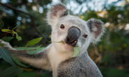 Queensland koala