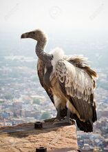 White-backed vulture.jpg