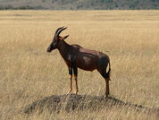1280px-Topi in Masai Mara.jpg