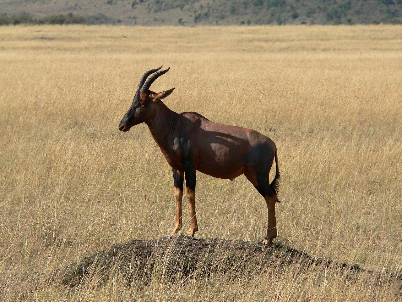 Topi The Parody Wiki Fandom