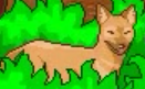 Dhole