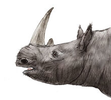 Ceratotherium neumayri by zimices-dbeznl8.jpg
