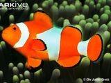 Ocellaris Clownfish