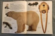 DK Encyclopedia Of Animals (19)