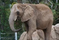 Elephant-SD-zoo.jpg (272 KB)