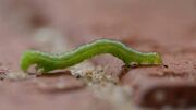 Inchworm.jpg