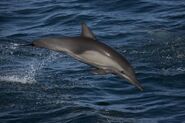 Long-Beaked Common Dolphin as Bottlenose Dolphin