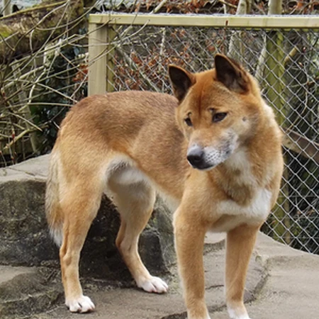 new guinea highland dog