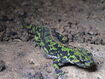 Marbled Newt (Europe)