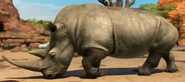 Northern White Rhinoceros