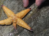 Northern Pacific Seastar