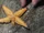 Northern Pacific Seastar
