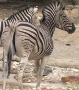 Grant's Zebra