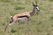 Springbok in Nambia