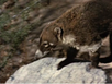 The Living Desert Coati