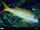 Yellowfin Goatfish