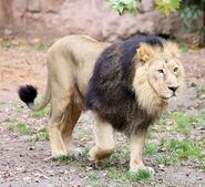 Asiatic Lion as Fuzzy Lumpkins