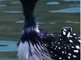 Becky (Finding Dory)