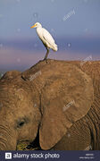 Egret On Elephant's Ear