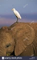 Egret On Elephant's Ear.jpg (202 KB)