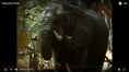 Elephants Browsing.png (1.23 MB)