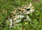 European-Green-Toads.jpg