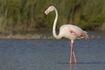 Greater Flamingo