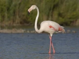 Greater Flamingo