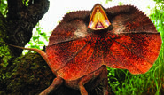 Frilled Lizard