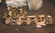 Gaboon Viper as Puff Adder