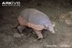 Giant Armadillo (Vulnerable)