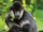 Southern White-Cheeked Gibbon
