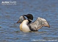 Loon, Common.jpg