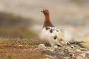 Ptarmigan, willow.jpg