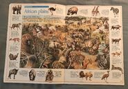 The Great Animal Search (9).jpeg (2.5 MB)