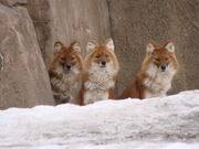 Three Dholes