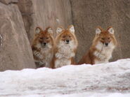 Dholes as Horrid Lorries