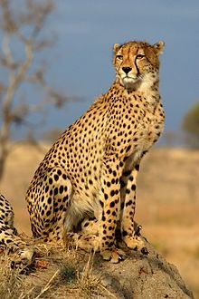 220px-TheCheethcat.jpg